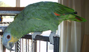 Talking Orange-Winged Amazon Parrots For Sale