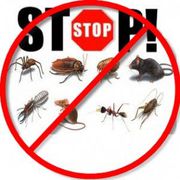Pest Control Brownsville,  TX